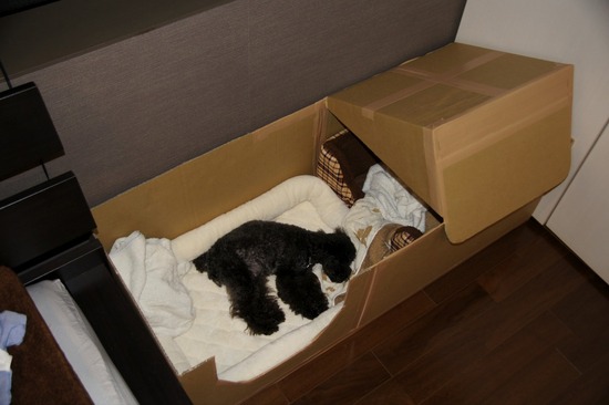 as know as de wanとトイプードルブラックの銀座リリー01