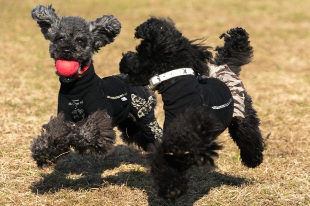 20160103ブラックトイプードル銀座リリー＆ドナ05