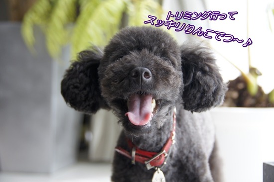 as know as de wanとトイプードルブラックの銀座リリー01