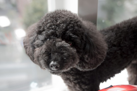 トイプードル ブログ 銀座リリーとドナas know as de wan07