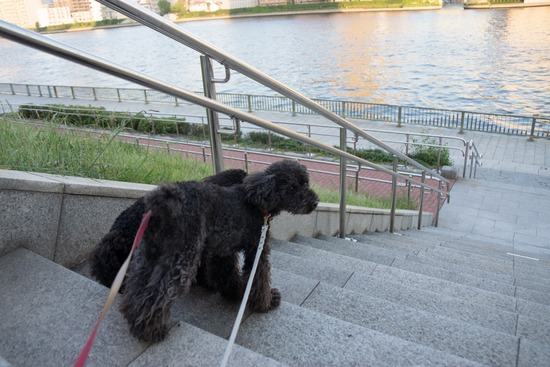 トイプードル銀座リリー＆ドナ117