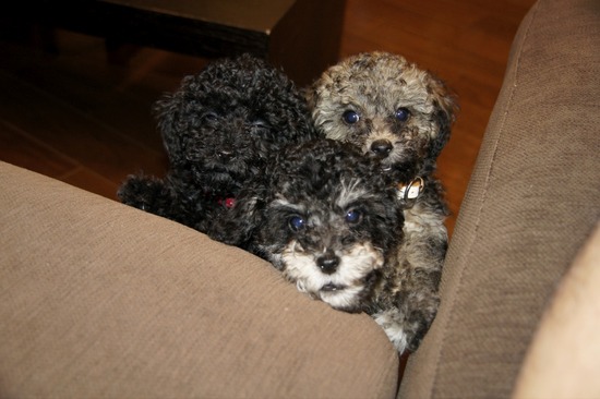 銀座 トイプードル リリー as know as de wan19