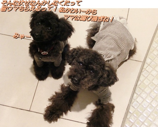 銀座トイプードルリリーas know as de wan10