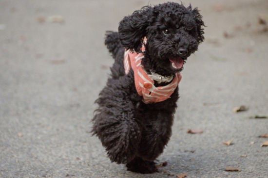 ブログRosieトイプードル銀座リリーとドナas know as de wan32