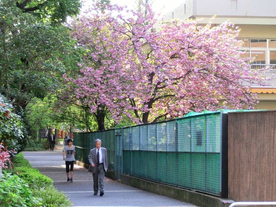 as know as de wan トイプードル 銀座リリー10