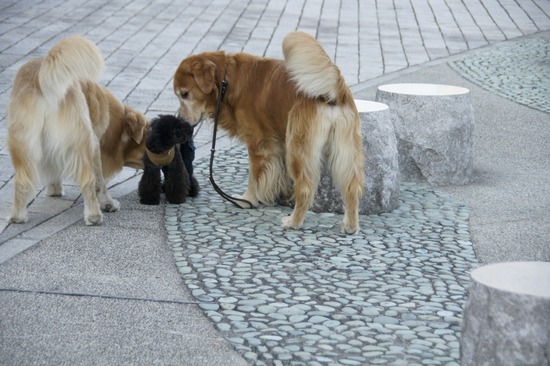 as know as de wanとトイプードルブラックの銀座リリー20