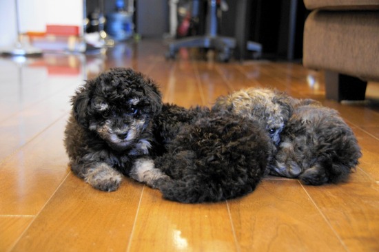 as know as de wanとトイプードルブラックの銀座リリー08