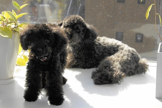 銀座トイプードルリリーas know as de wan10