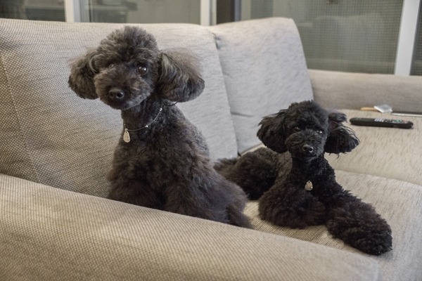 ブラックトイプードル銀座リリードナ00013