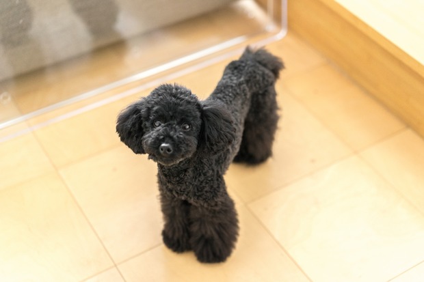 ブラックトイプードル銀座リリー&ドナ07