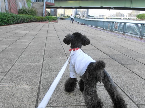 as know as de wanとトイプードルブラックの銀座リリー04