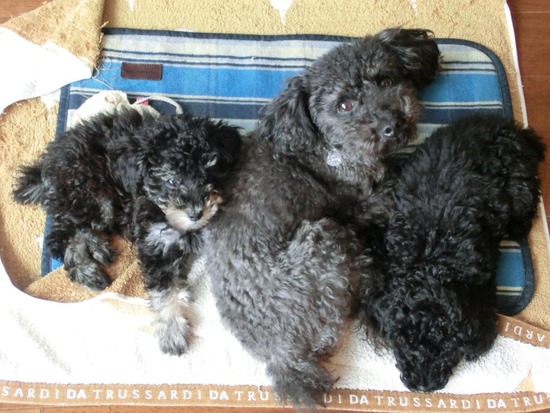 銀座 トイプードル リリー as know as de wan39