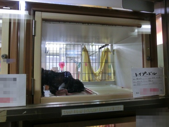 銀座トイプードルリリーas know as de wan04