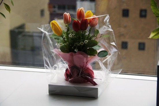 as know as de wan トイプードル 銀座リリー35