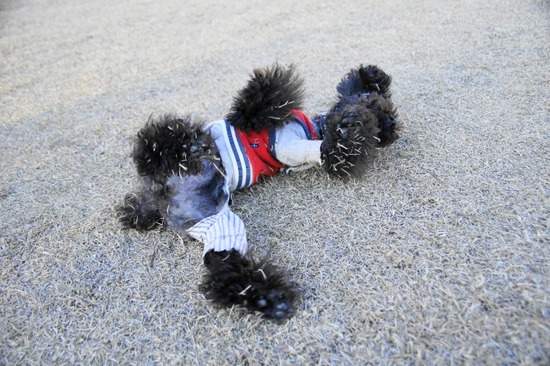 銀座 トイプードル リリー as know as de wan38