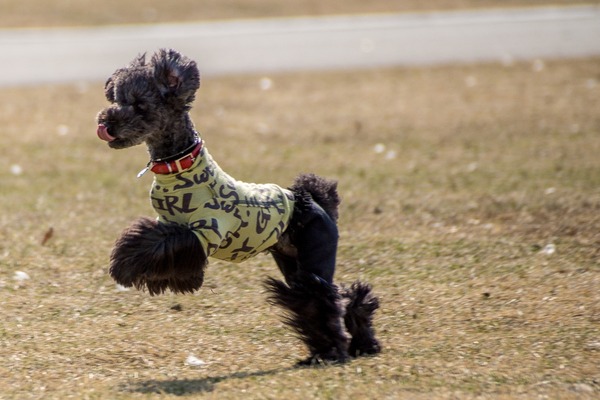 トイプードル銀座リリー010