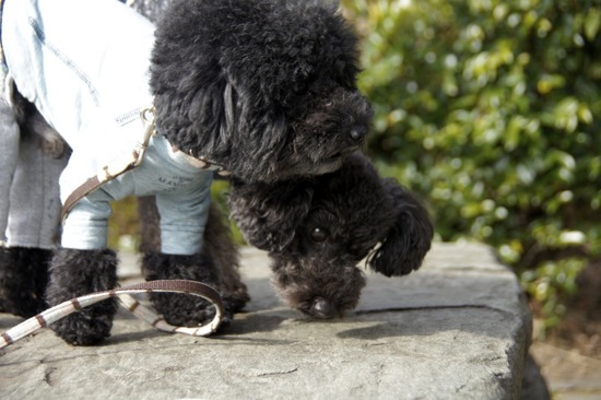 銀座トイプードルリリーas know as de wan23