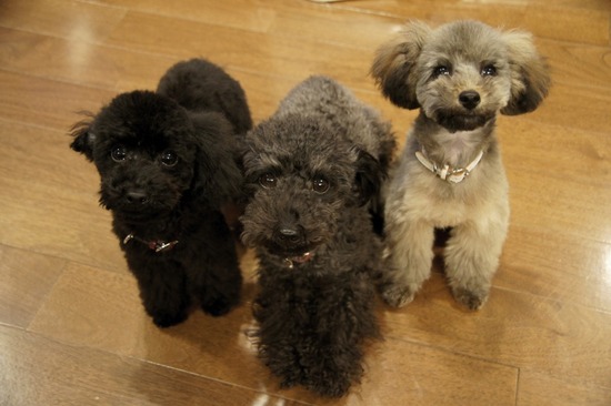 銀座トイプードルリリーas know as de wan02