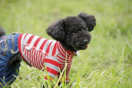 トイプードル銀座リリーasknowasdewan11