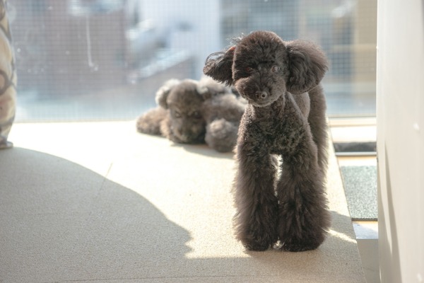 ブラックトイプードル銀座リリー＆ドナ271