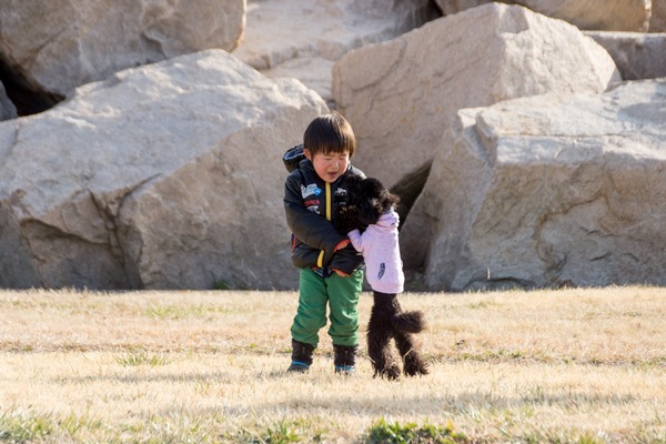 トイプードル銀座リリー007