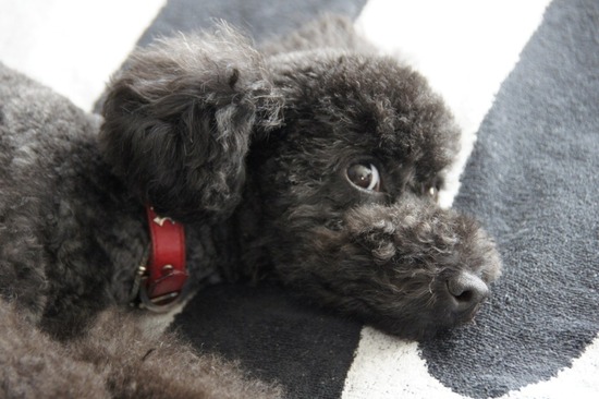 as know as de wanとトイプードルブラックの銀座リリー06