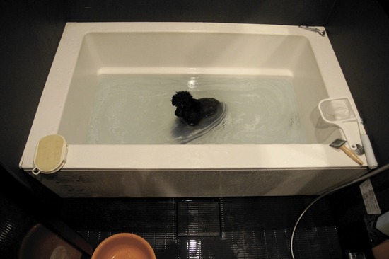 as know as de wan_銀座リリー_トイプードル12