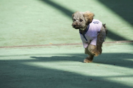 銀座トイプードルリリーas know as de wan30