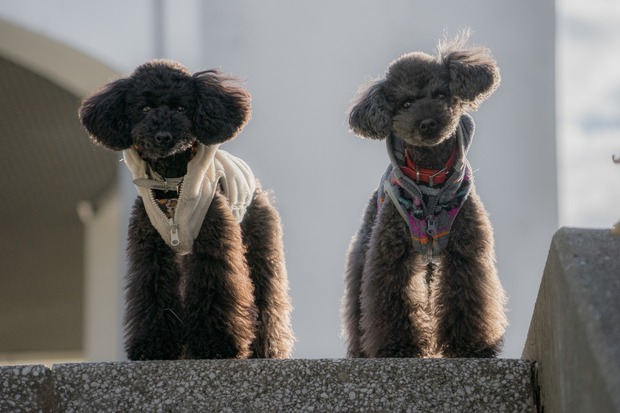 20151222ブラックトイプードル銀座リリー＆ドナ36