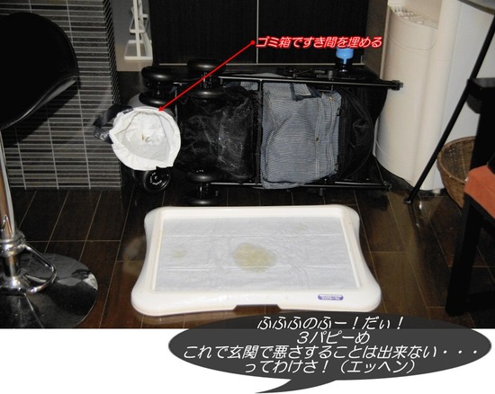 銀座トイプードルリリーas know as de wan01