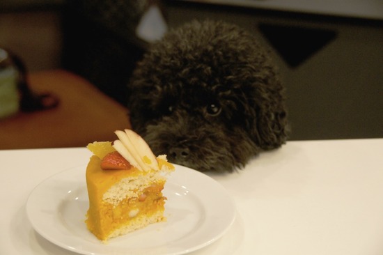 as know as de wanとトイプードルブラックの銀座リリー26