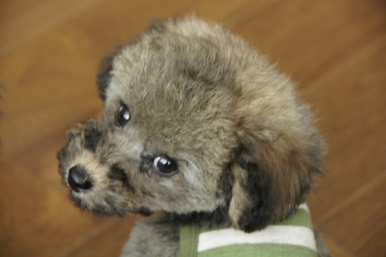 銀座トイプードルリリーas know as de wan06