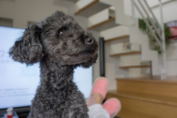 トイプードル銀座リリー03