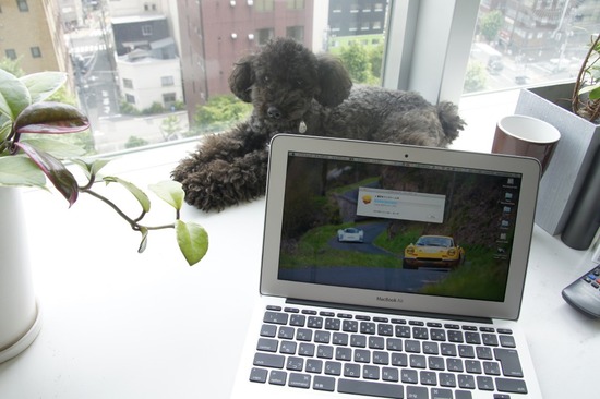 as know as de wan_銀座リリー_トイプードル00