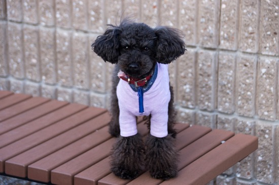 421 銀座ブラックのトイプードルリリーとドナas know as de wan28