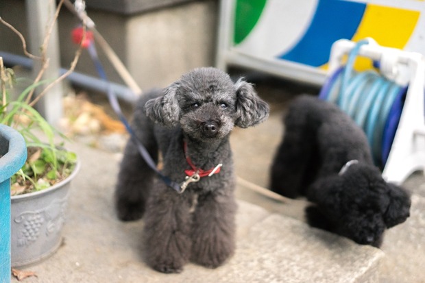 ブラックトイプードル銀座リリー&ドナ05