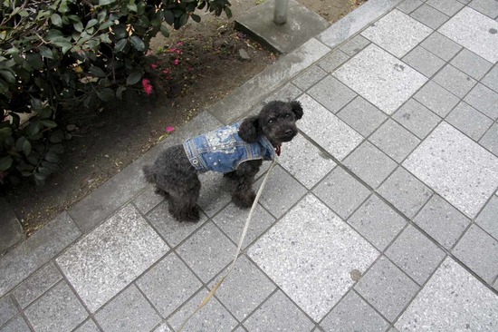 as know as de wan トイプードル 銀座リリー10