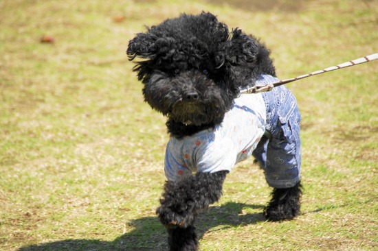 as know as de wan トイプードル 銀座リリー12