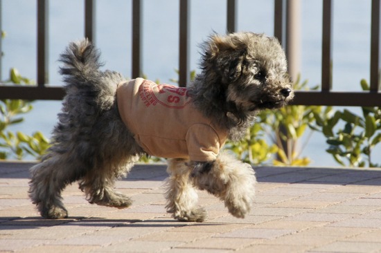 銀座トイプードルリリーas know as de wan89