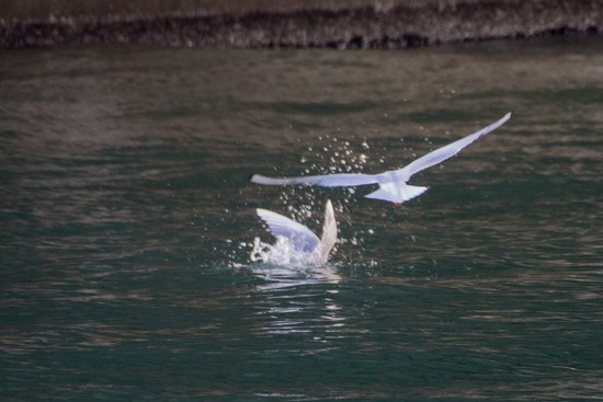 トイプードル ブログ 銀座リリーとドナas know as de wan32