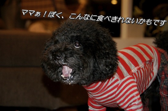 銀座トイプードルリリーas know as de wan43