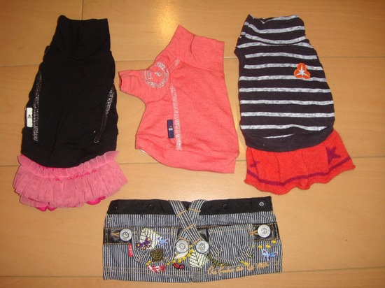 銀座トイプードルリリーas know as de wan03