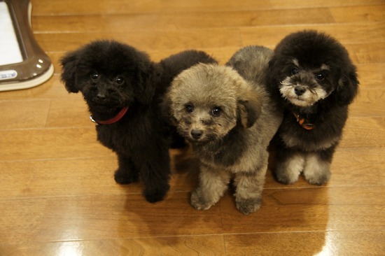 銀座トイプードルリリーas know as de wan19