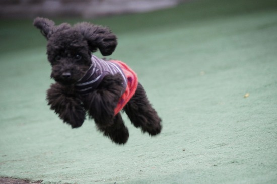 銀座トイプードルリリーas know as de wan19