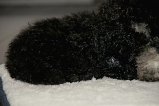 銀座 トイプードル リリー as know as de wan18