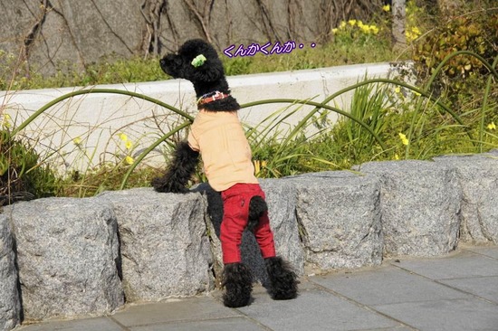 as know as de wan トイプードル 銀座リリー37