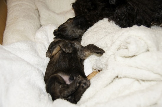 as know as de wanとトイプードルブラックの銀座リリー12