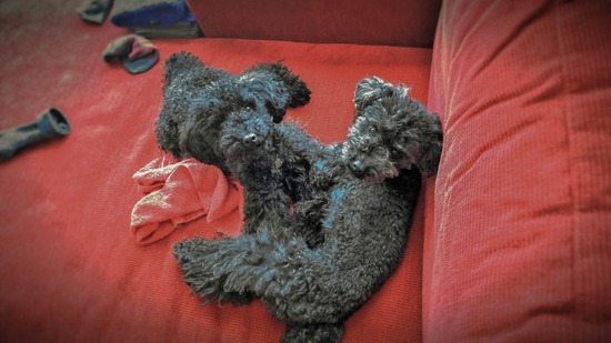 WP_20140607_13_42_11_Pro (2)