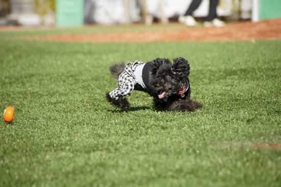 銀座トイプードルリリーas know as de wan29