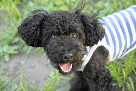 トイプードル銀座リリーasknowasdewan10